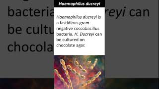 Haemophilus ducreyi  Quick Learn Micro  KK Tutorials  Microbiology Shorts [upl. by Assir]