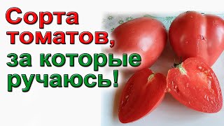 Каталог томатов для начинающих не капризных урожайных вкусных На 2024 год [upl. by Ahsaten]