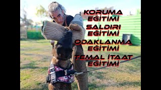 MALİNOİS KORUMA amp SALDIRI EĞİTİMİ malinois traning germanshepherd k9 dog bodyguardtraining [upl. by Imoin]