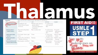 Thalamus All the nucleus of the thalamus and their connection amp function in HindiUrdu by first Aid [upl. by Monro]