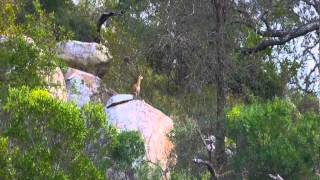 Klipspringer versus Eagle [upl. by Roxie]