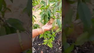 happy gardening 🌻🌻🌻 chef food seetha recipe delicious farming foodie [upl. by Ronn]