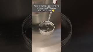 Чашка для ІКСІ ICSI intracytoplasmic sperm injection 😁 embrio biology ivf icsi embryology [upl. by Ahsirtal]