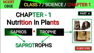 Saprotrophs  Class 7 Science Chapter 1  Nutrition in plants  Mode of Nutrition in plants [upl. by Adolph336]