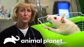 Cómo cuidar a ratas con resfriado  Dra Dee Veterinaria de Alaska  Animal Planet [upl. by Nhguavaj355]