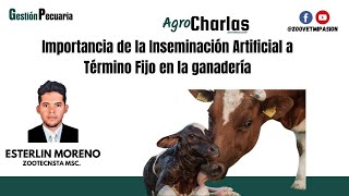 Importancia de la Inseminación Artificial a Término Fijo en la ganadería [upl. by Auqinat]