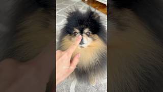 Who needs a vacuum when you have a Pomeranian 😆 dog pomeranian [upl. by Hsetih331]