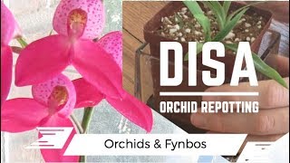 Disa Orchid Repot care tips [upl. by Chane862]