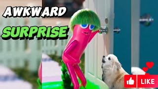 Awkward Dog Surprise Birthday funny dog comedy fyp [upl. by Gnagflow]