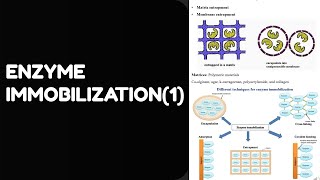 Enzyme Immobilization1 Explained Biochemical amp Bioprocess Engineering [upl. by Iain164]