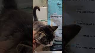 Advanced Health Monitoring Cat Litter [upl. by Trixi]