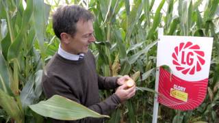 Choosing the Right Maize Silage Variety [upl. by Gerge]