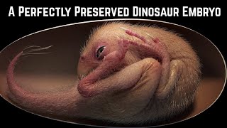 Perfectly Preserved Dinosaur Embryo [upl. by Goodard473]