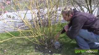 Wie schneide ich Hartriegel Cornus stolonifera flaviramea [upl. by Bogosian]