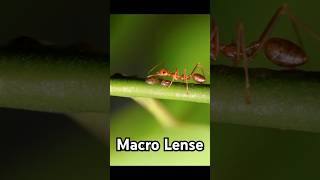 Macro Lenses Changed My Photography Game Overnight shortsfeed youtubeshorts malayalam shorts [upl. by Drus522]