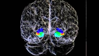 3D Hippocampus and Hippocampal Subfields of a Human Brain [upl. by Ximena]