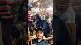 3 lakhka mutton challenge 100kg desi bakra challenge video food muttonbiryani shorts chickenrice [upl. by Anayit8]