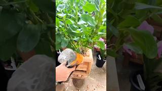 Best unique video repotting dendrobium plants garden short plants orchid [upl. by Nayd]