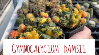 ยิมโน Gymnocalycium damsii ชำง่ายมาก  PB CACTUS Channel [upl. by Olimreh]