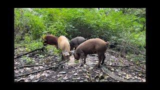 Mangalica Duroc Sertéstartás quotszabadonquot [upl. by Adnilahs]