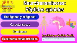 Neurotransmisores  Sistema nervioso central  Péptidos opioides endorfinas encefalinas y mas [upl. by Lauralee259]