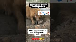 bejuban voiceless love helpvoiceless doglover loveforvoiceless motivation emotional sad [upl. by Neyr]