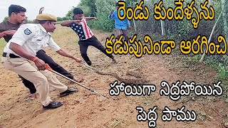 రెండు కుందేళ్ళను కడుపునిండా ఆరగించి హాయిగా నిద్రపోయిన పెద్ద పాము 9985545526 [upl. by Bertero522]