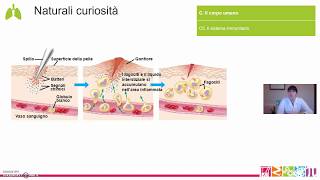 C5 Il corpo umano  Il sistema immunitario [upl. by Dahsraf]