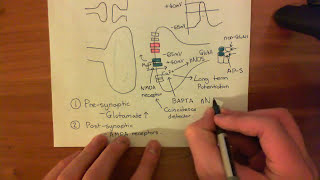 Long Term Potentiation and NMDA Receptors Part 6 [upl. by Aicire]