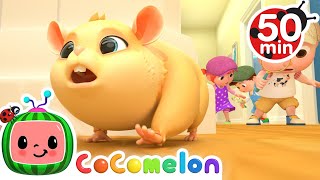 Lost Hamster Song  More Nursery Rhymes amp Kids Songs  CoComelon [upl. by Ennovi]