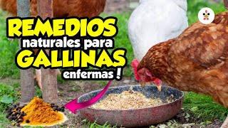 12 REMEDIOS naturales para GALLINAS ENFERMAS y como aplicarlas 🐔🍃🍂 [upl. by Notsniw]