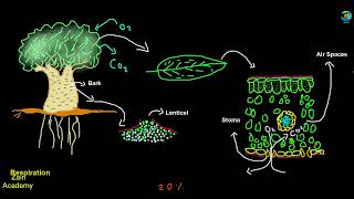 Gaseous exchange in plants class 10  During the Day and Night [upl. by Tnert]