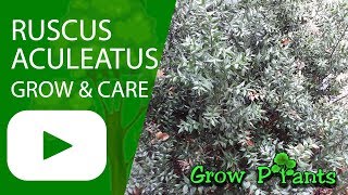 Ruscus aculeatus  grow amp care Butcher’sbroom [upl. by Aloysia]