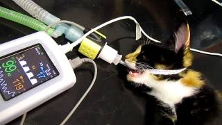 Mainstream Capnography on 600g kitten with low dead space adapter [upl. by Llevart]