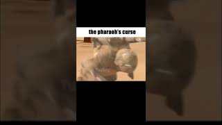 The Pharaoh’s Curse Meme [upl. by Ylahtan882]