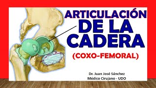 🥇 ARTICULACIÓN DE LA CADERA Coxofemoral Fácil Rápida y Sencilla [upl. by Hakilam991]