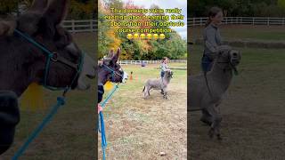 The donkeys were pretty excited about their ribbons for the obstacle course alchemyacres donkeys [upl. by Witherspoon]