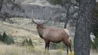 Bull Elk Bugle [upl. by Eveneg]