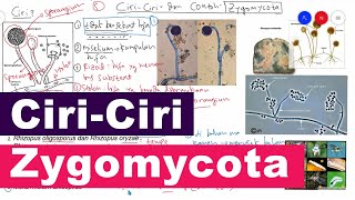 Ciri Ciri Zygomycota Serta Contoh dan Peranan Jamur Zygomycota  Kingdom Fungi Biologi Kelas 10 [upl. by Rotciv]