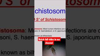 Schistosomiasis l Easy Mnemonic Ishorts schistosomiasis parasitology schistosoma [upl. by Standford194]