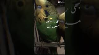 viralvideo birds my parote Is so cute 🥺🥰🥺🥰 [upl. by Slayton]