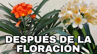 Que Hacer DESPUES De La FLORACIÓN De CLIVIA  CLIVIA MINIATA [upl. by Eimmelc]