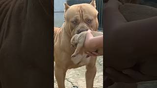 Pitbull 🆚 dogo argentino👿shorts dog pitbull dogoargentino americanbully dogfights facts vlog [upl. by Amado]