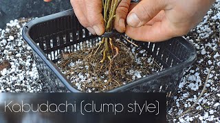 Creating Kabudachi clump style bonsai from Japanese maple seedlings and Ostrya carpinifolia [upl. by Chien847]