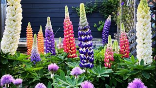 Lupines in Bloom [upl. by Rusel]