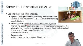 Parietal Lobe Functional Areas [upl. by Macdonald9]