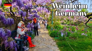 🇩🇪 Weinheim Germany  Springtime Stroll Through Old Town and Botanic Gardens🌷🌼 [upl. by Rubens]