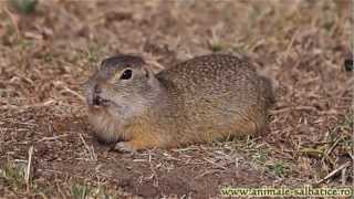 Popandau la vizuina  European ground squirrel Citellus citellus [upl. by Einnad]