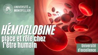 L’hémoglobine place et rôle chez l’être humain [upl. by Tneicniv]