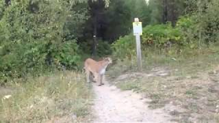 Cougar Encounter Fernie BC Canada [upl. by Hermes267]